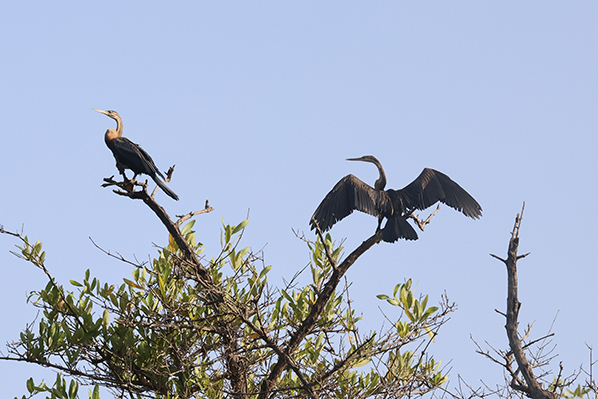 African Darter